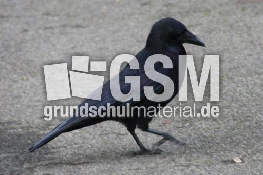 Rabe-23-10-09 020.jpg